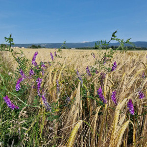 French property for sale in Sault, Vaucluse - €157,500 - photo 4