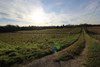 French property for sale in Cause-de-Clérans, Dordogne - €39,600 - thumbnail 7