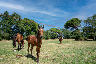 FOR SALE SOUTH OF TOULOUSE Chateau 436 m2 on 3 levels, 3.5 hectares of grounds, swimming pool, outbuildings wi