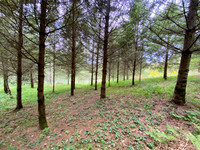 Terrain à Rochechouart, Haute-Vienne - photo 8
