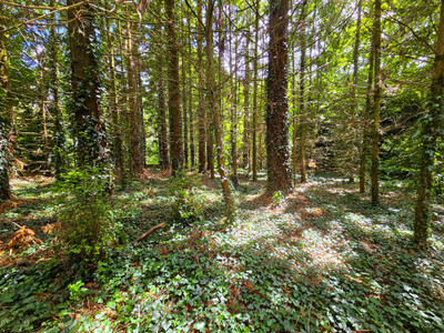 French property for sale in Le Quillio, Cotes_d_Armor - €50,000 - photo 9
