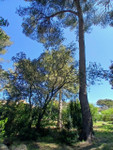 Maison à vendre à Saint-Georges-d'Orques, Hérault - 995.000 € - photo 4