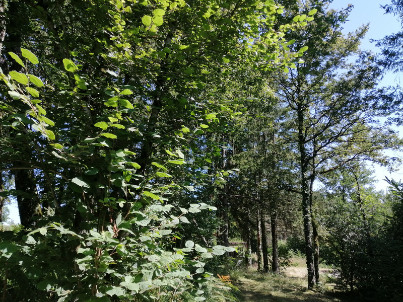 French property for sale in Vayres, Haute-Vienne - €77,000 - photo 9