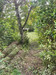 French property for sale in Gajoubert, Haute-Vienne - €41,000 - thumbnail 9
