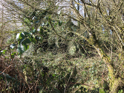 French property for sale in Maël-Pestivien, Côtes-d'Armor - €21,000 - photo 4