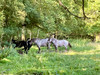 French property for sale in Saint-Jean-Brévelay, Morbihan - €614,800 - thumbnail 9