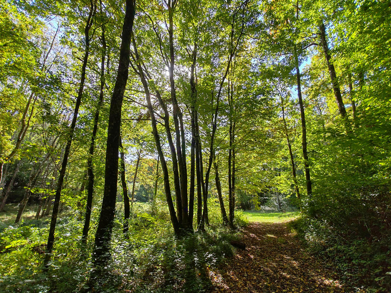 French property for sale in Senillé-Saint-Sauveur, Vienne - €428,550 - photo 9
