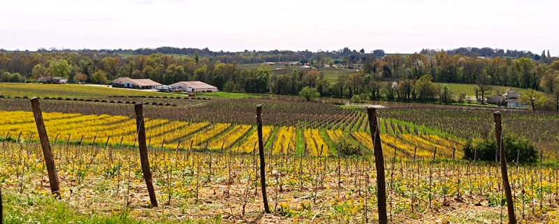 French property for sale in Lussac, Gironde - €4,065,000 - photo 2