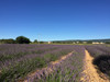 French property for sale in Sault, Vaucluse - €283,000 - thumbnail 4