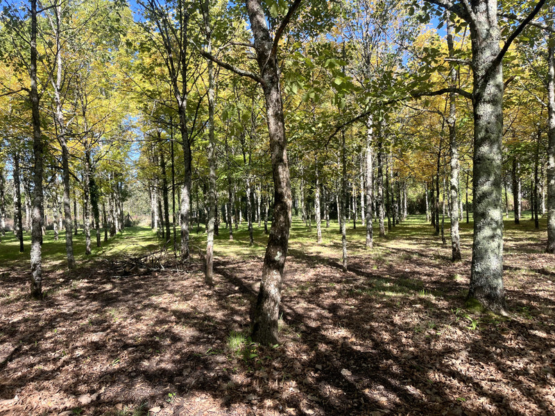 French property for sale in Mainxe-Gondeville, Charente - €298,600 - photo 5