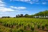 French property for sale in Narbonne, Aude - €926,000 - thumbnail 9