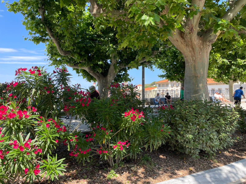 French property for sale in Port-Vendres, Pyrénées-Orientales - €425,000 - photo 10