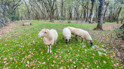 French property for sale in Porte-du-Quercy, Lot - €470,000 - photo 11