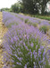 French property for sale in Sault, Vaucluse - €157,500 - thumbnail 5
