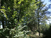 French property for sale in Vayres, Haute-Vienne - €77,000 - thumbnail 9