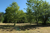 French property for sale in Cheissoux, Haute-Vienne - €79,000 - thumbnail 9