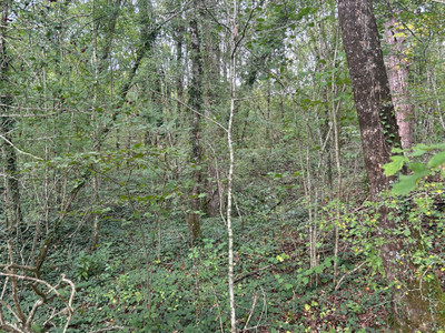 French property for sale in Sanilhac, Dordogne - €26,600 - photo 6