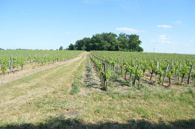 French property for sale in Les Billaux, Gironde - €525,000 - photo 8