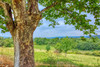 French property for sale in Apt, Vaucluse - €685,000 - thumbnail 9