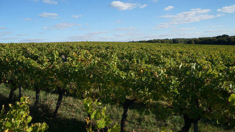 French property for sale in Sainte-Gemme, Gironde - €522,800 - photo 1