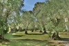 French property for sale in Valbonne, Alpes-Maritimes - €1,550,000 - thumbnail 6