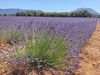 French property for sale in Brignoles, Var - €178,300 - thumbnail 3