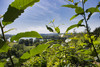 French property for sale in Flée, Sarthe - €292,000 - thumbnail 14