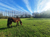 French property for sale in Beaufou, Vendée - €644,000 - thumbnail 9
