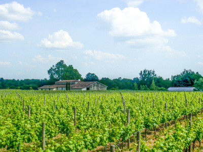 vineyardin Saint-Martin-du-Bois