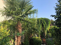 Maison à Toulouse, Haute-Garonne - photo 9