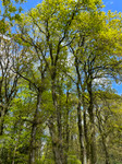 Terrain à Le Mené, Côtes-d'Armor - photo 9