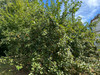 French property for sale in Saint-Saud-Lacoussière, Dordogne - €30,100 - thumbnail 14