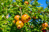 French property for sale in Maubec, Vaucluse - €1,800,000 - thumbnail 14