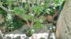 French property for sale in Roujan, Hérault - €260,000 - thumbnail 9
