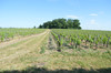 French property for sale in Les Billaux, Gironde - €525,000 - thumbnail 9