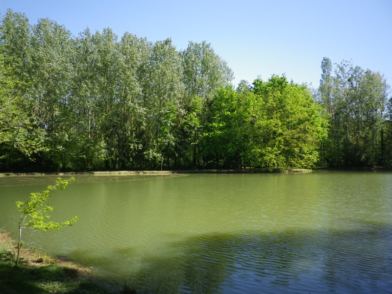 Lake For Sale In Orgères - Ille-et-Vilaine - Lovely Fishing Lake Of ...